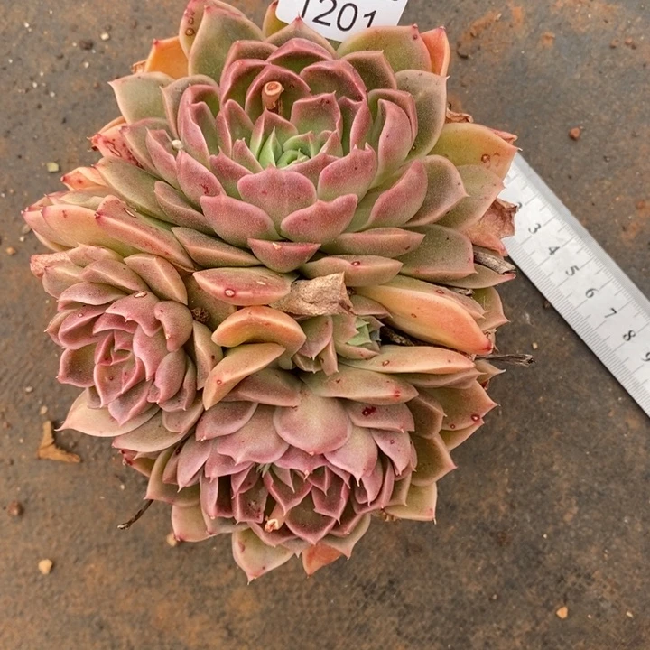 ￥*鑫精品多肉植物1201