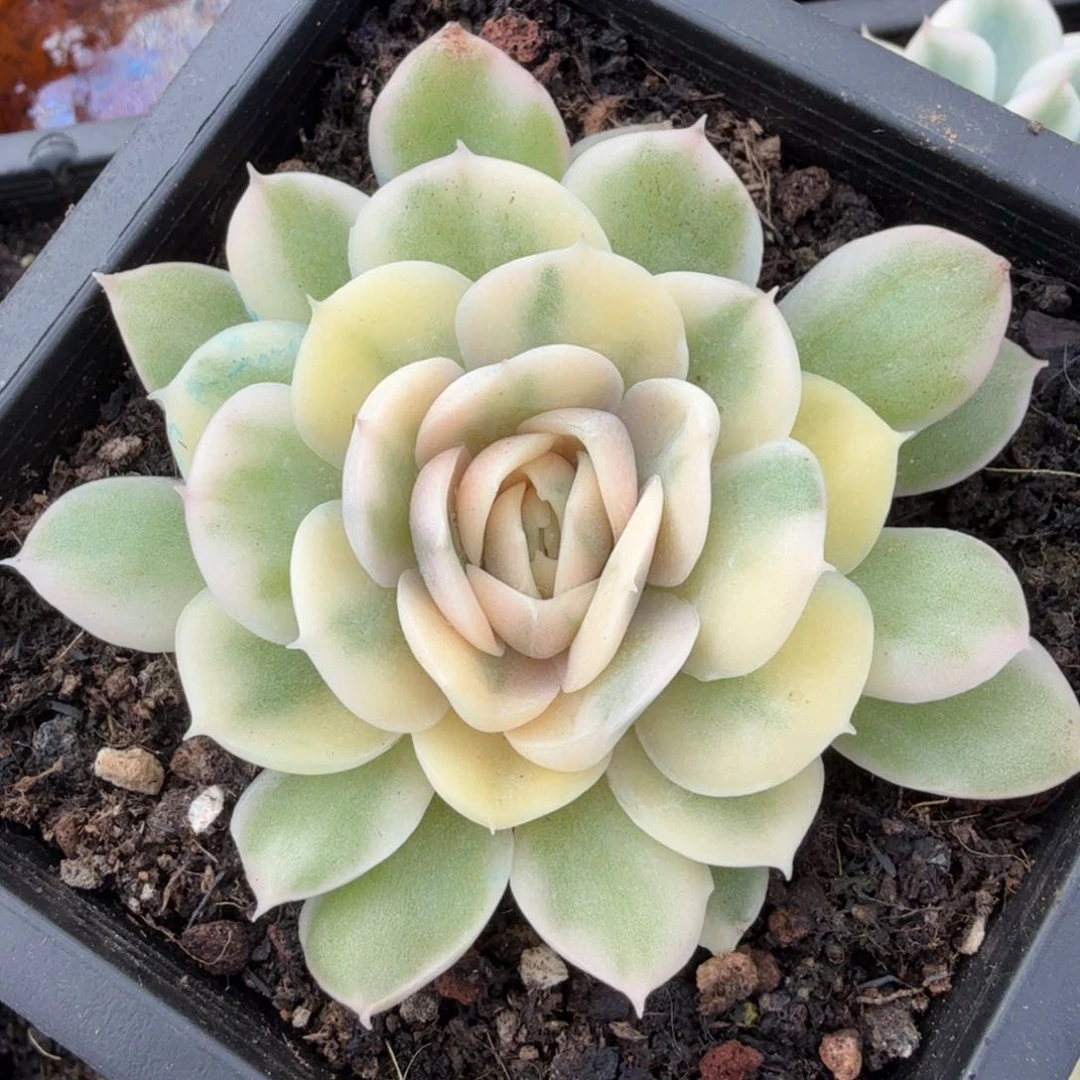 彩锦昂斯诺锦腹欧你锦一颗多肉