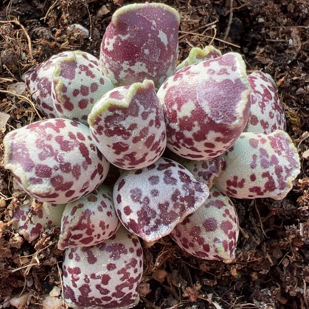 达摩海豹多肉植物水泡