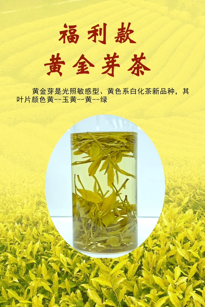 【2025年新茶】2025年新茶安吉高山黄金芽（JA福）