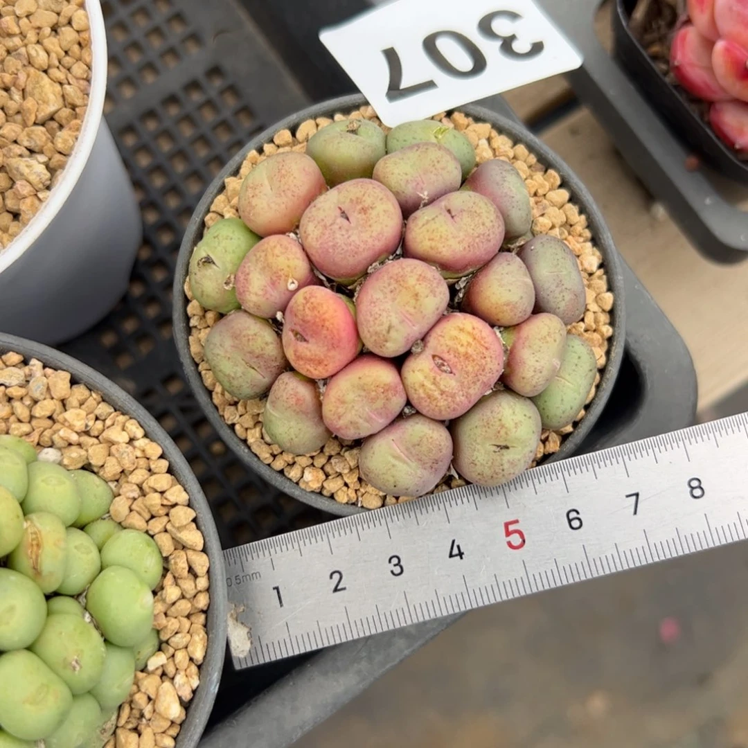 307 多肉植物组合盆栽