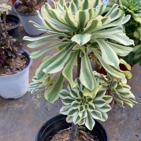 933保时捷满25包邮多肉