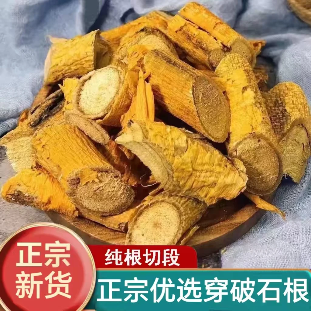 正宗穿破石 川破石 柘树根/地棉根 柘根 柘木根 农产品广西