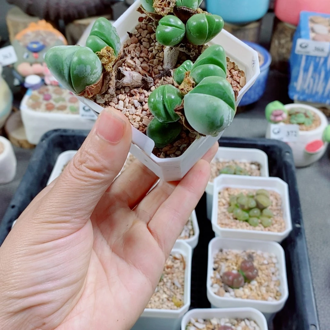 小***泡其实哈哈哈哈哈哈哈哈哈376