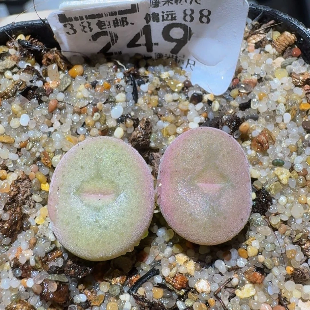 zzzzz精品生石花249