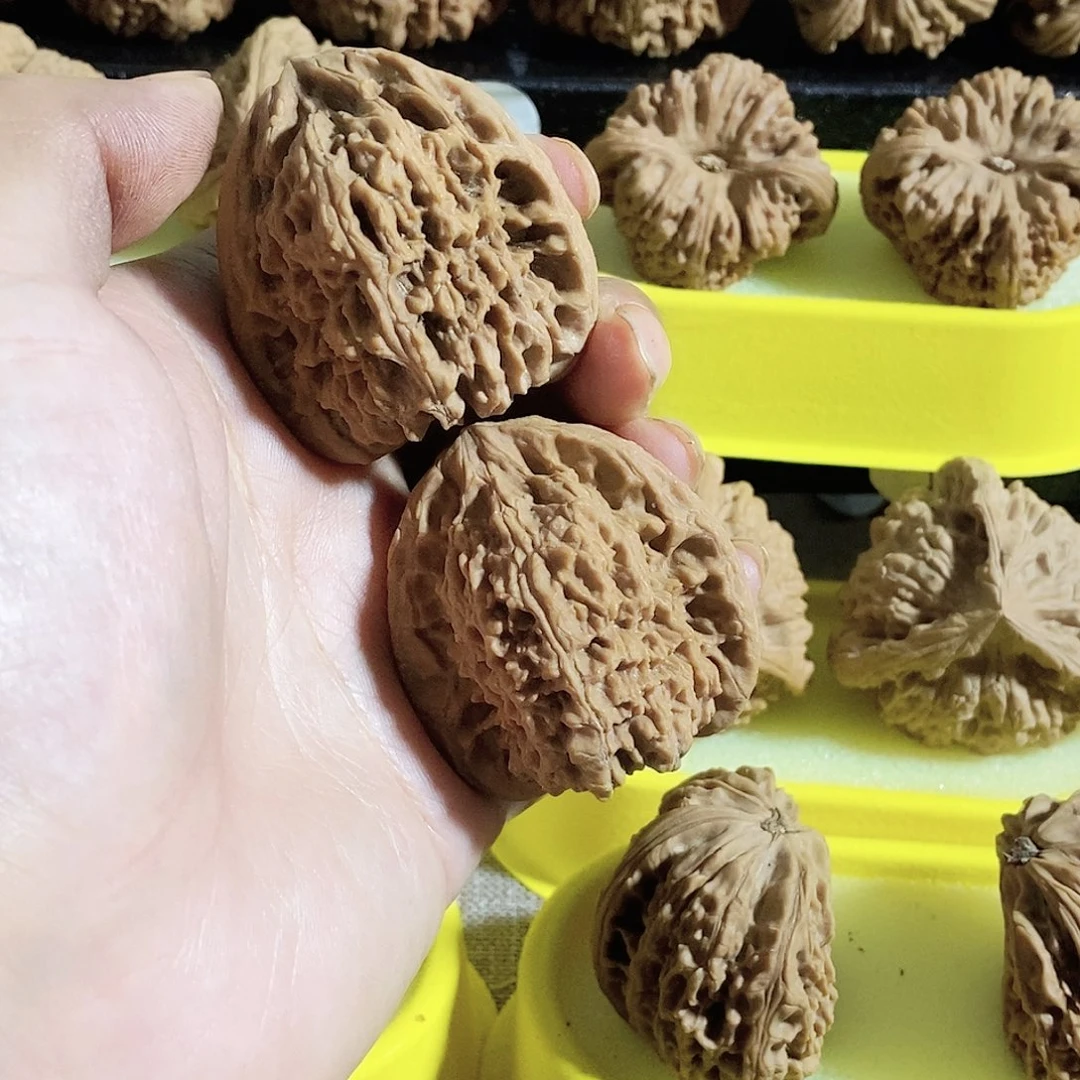 菩提籽类今天是不是又要