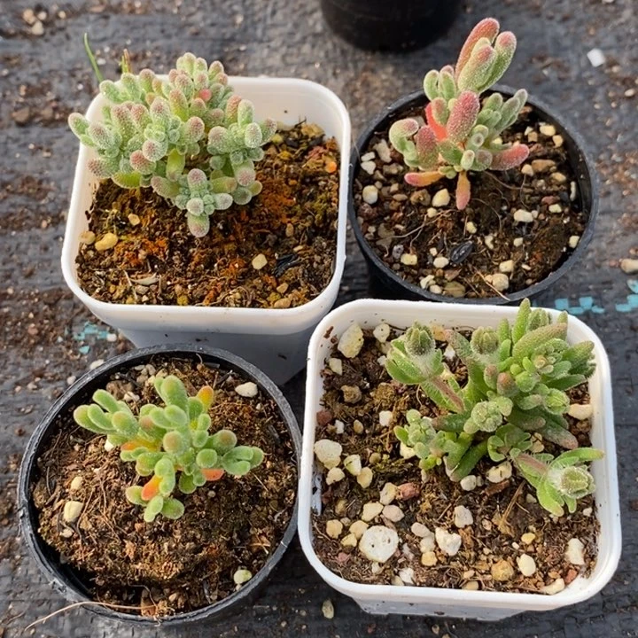 875新年福利（四个品种 ）。