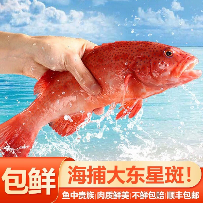 鱼中贵族东星斑 深海纯野生石斑鱼 新鲜活冻送礼婚宴佳品