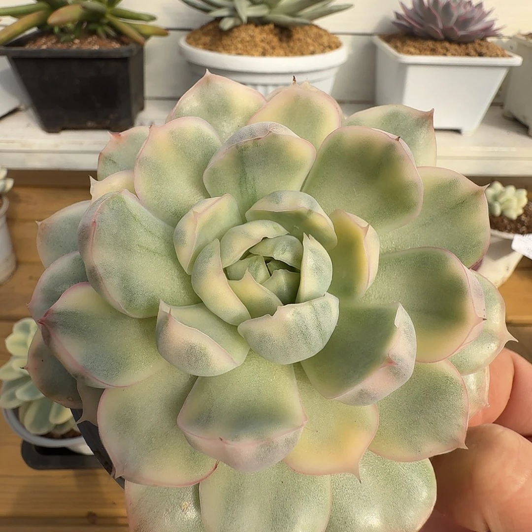 草莓蛋糕锦111111-107