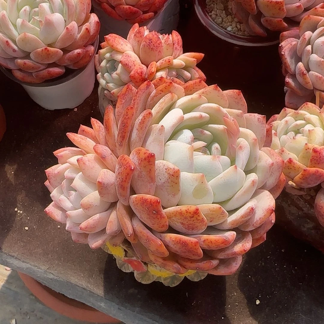 15公分飘枝红血橙一物一拍