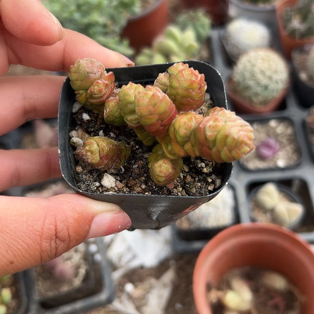 多肉植物绒塔多肉