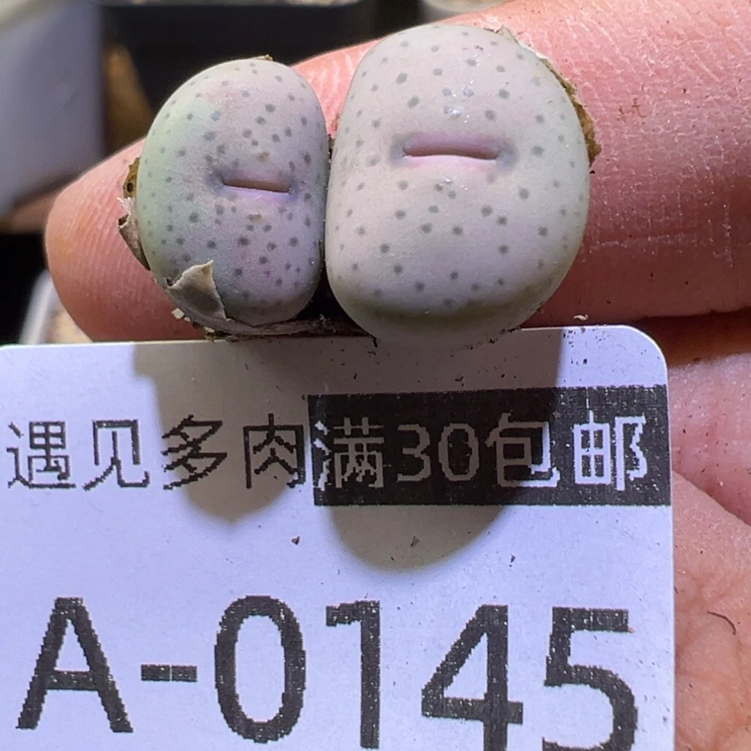 多肉植物1111111111111