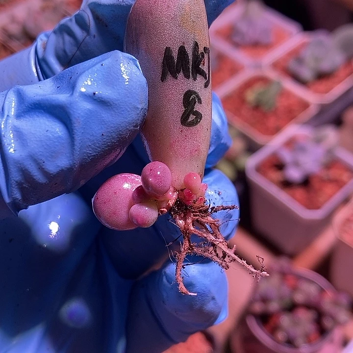 米可奶锦多肉植物
