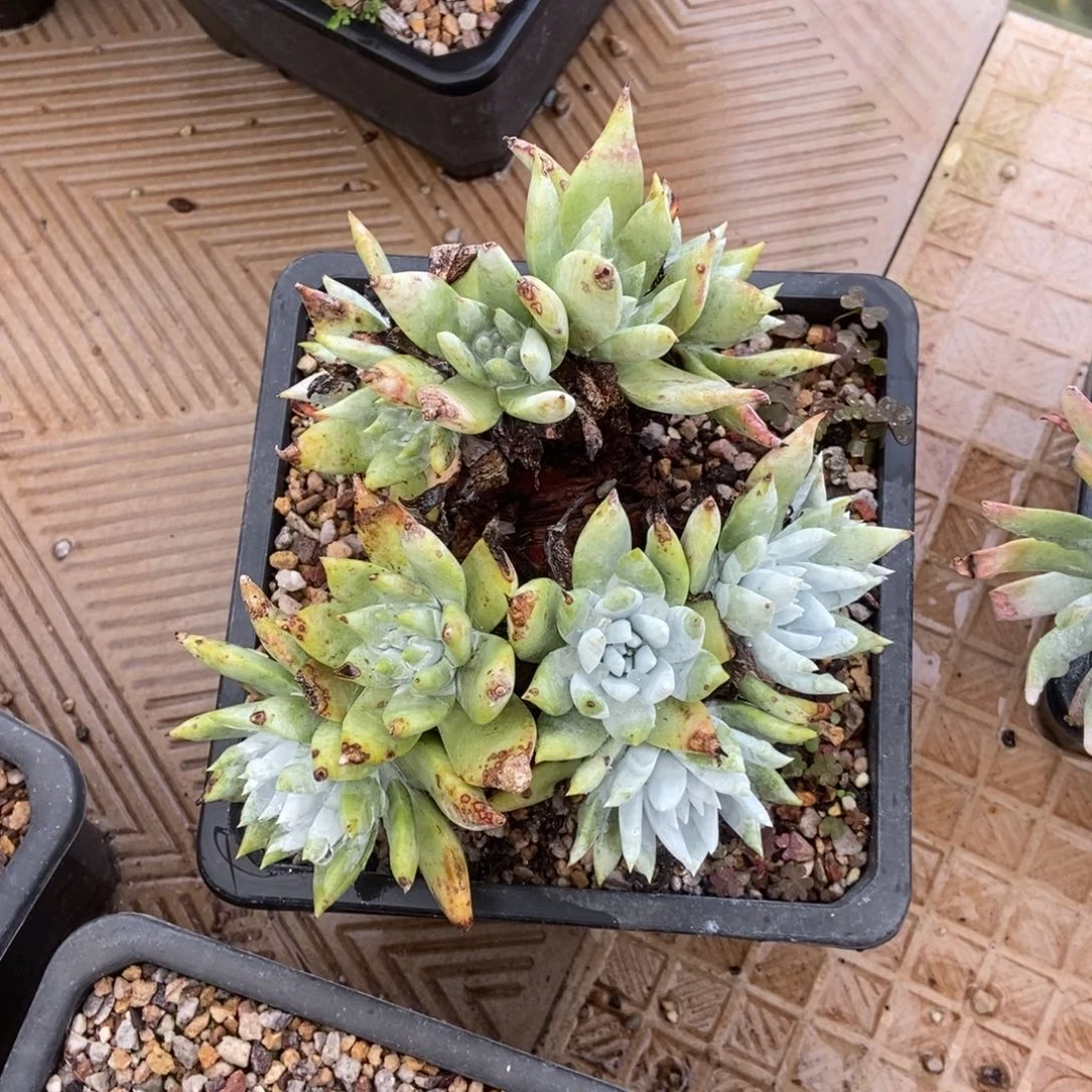 苹果叶雪山二代多肉植物