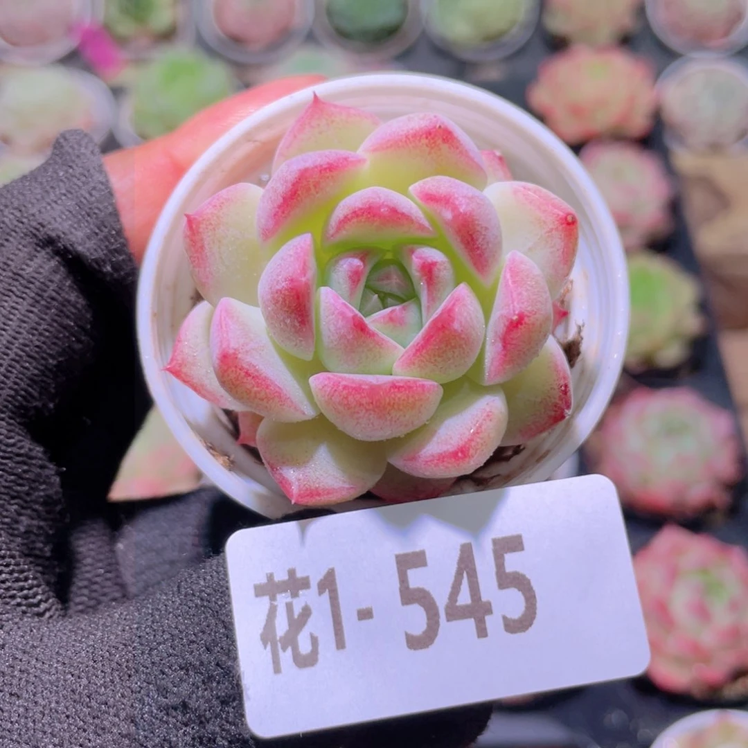 花利美1-545女王