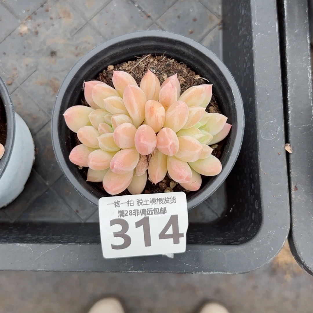 柔***主星空美人老桩双头无盆土发货