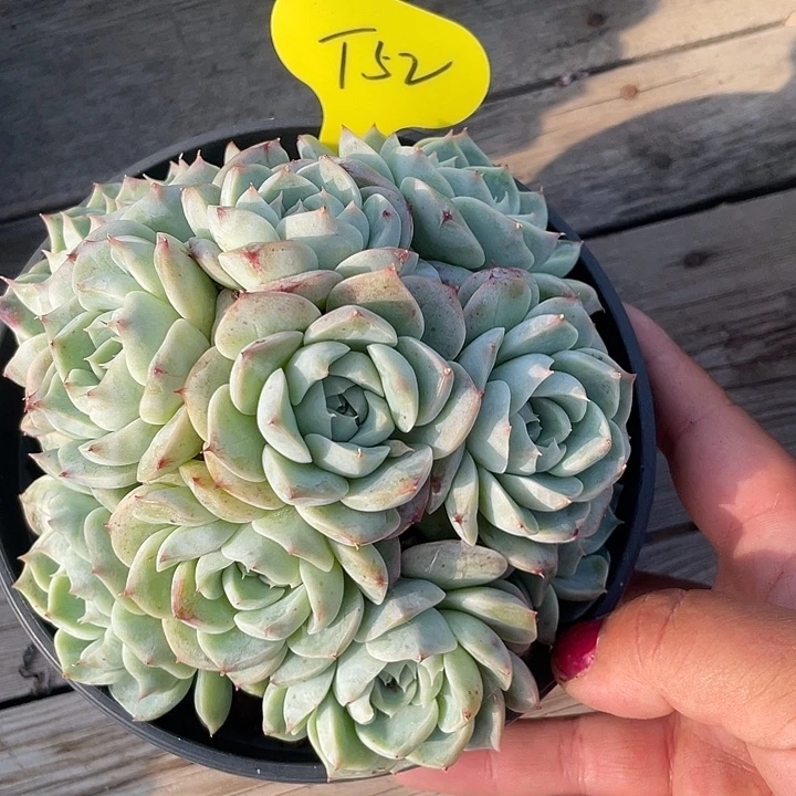 天鹅绒手捧多肉植物52