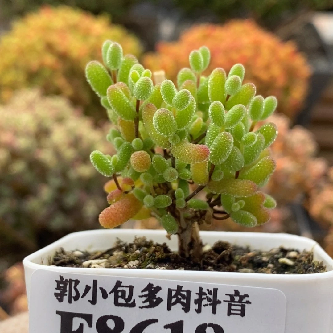 蜜橘糖球8618枝干番杏