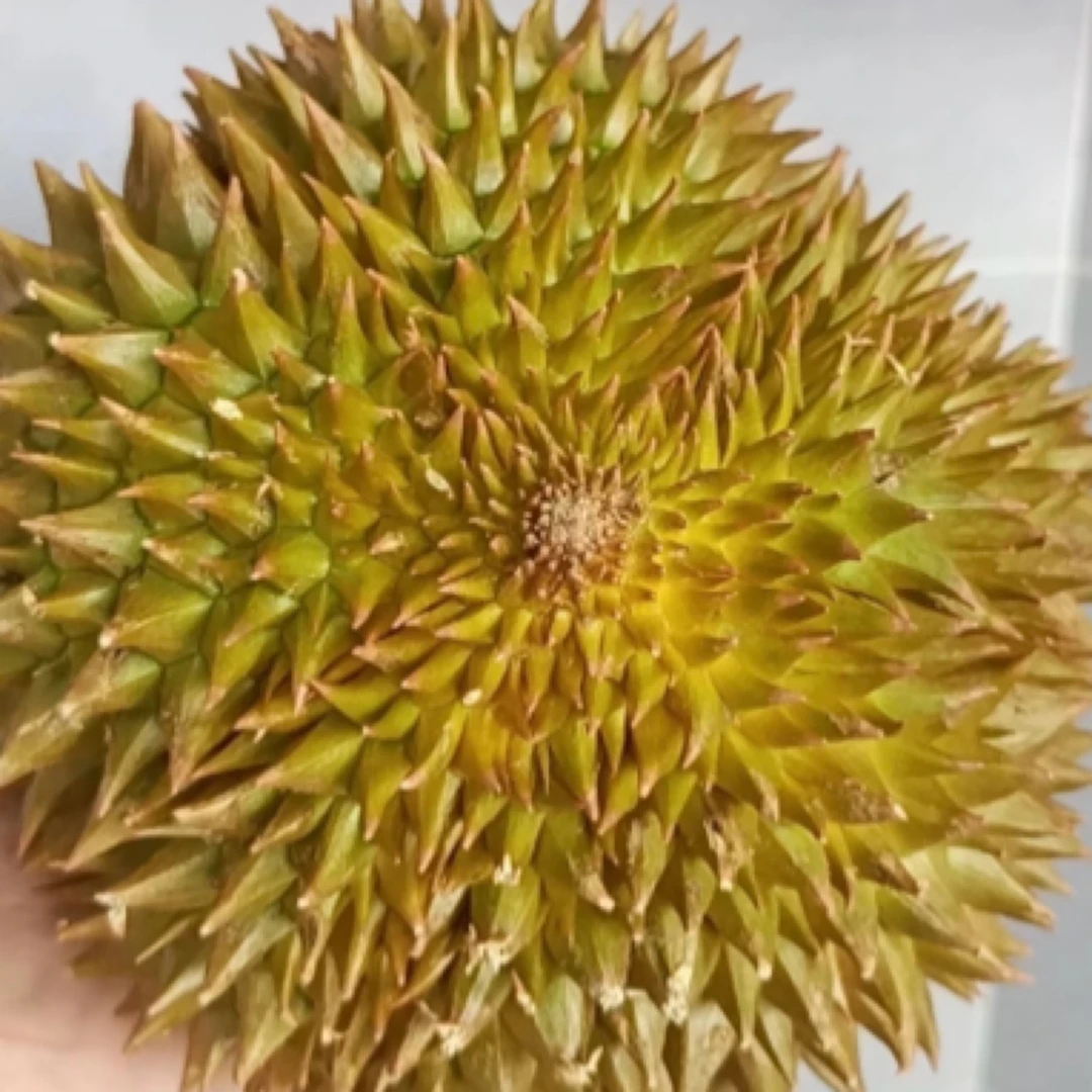 树上熟泰国金枕鲜榴莲(核小1.5斤-3斤纯果肉)鲜果现开 闪送到家金枕泰国