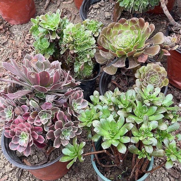4棵玫瑰玫瑰玫瑰玫瑰