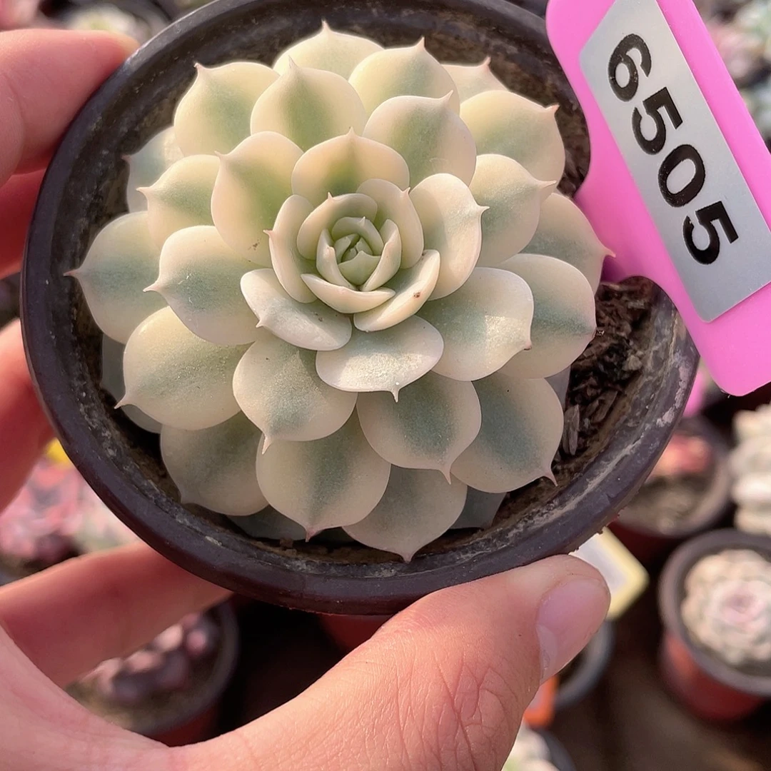 雪域白锦6505号多肉