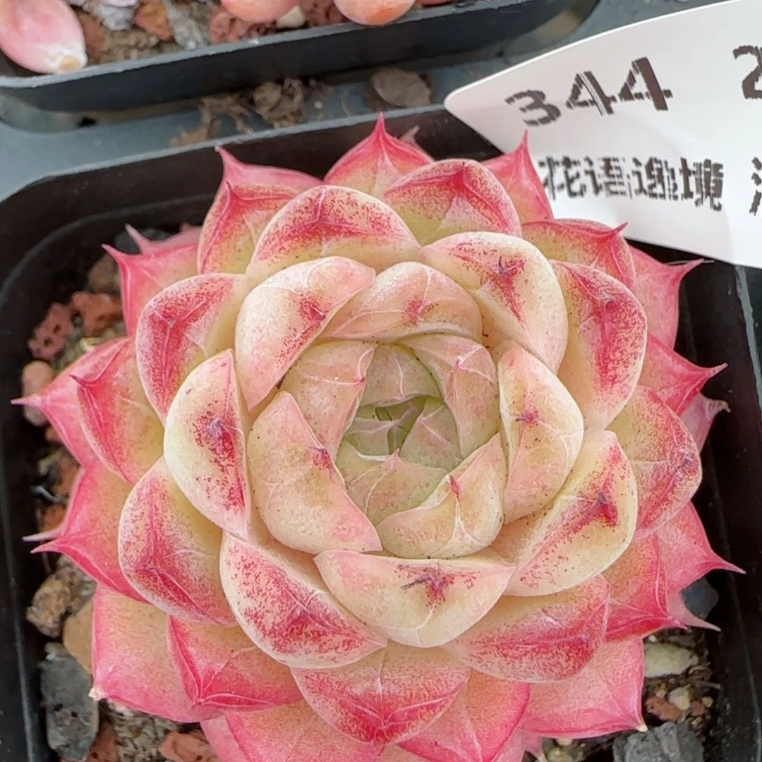 花语逸境0209-344