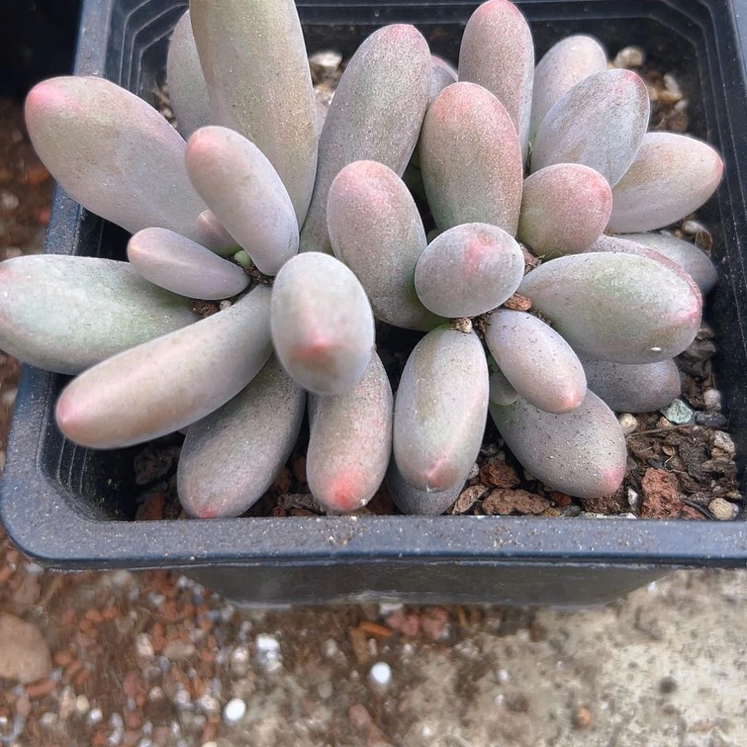 糖果美人多肉34578875