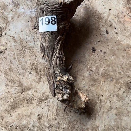 阿*萝紫砂噜啦啦啦啦啦啦