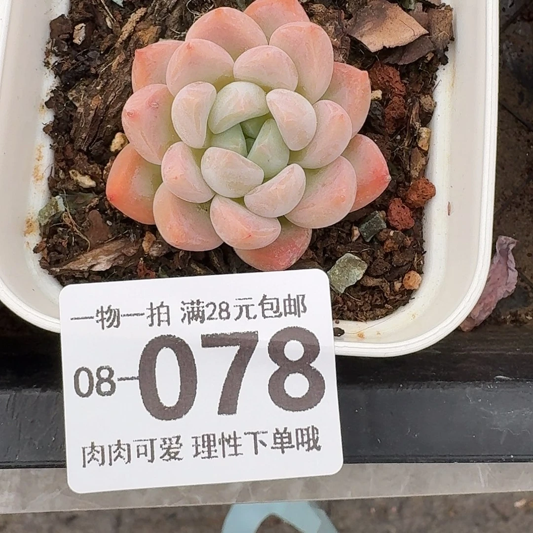 蛋吉无盆土发货无盆