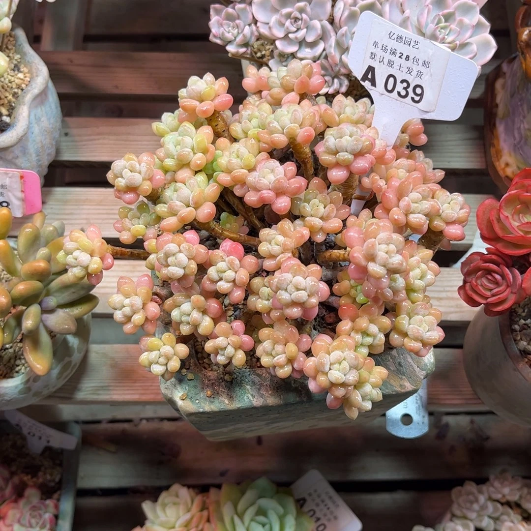 鱼子酱洛可可多肉植物duinvku