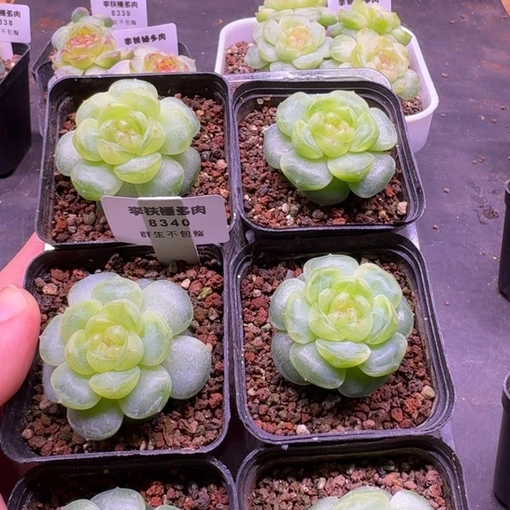 8340爱拉随机发5cm盆