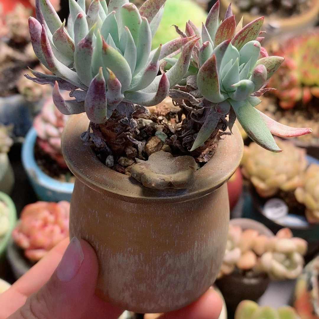 【闪购商品】?****?miss带盆