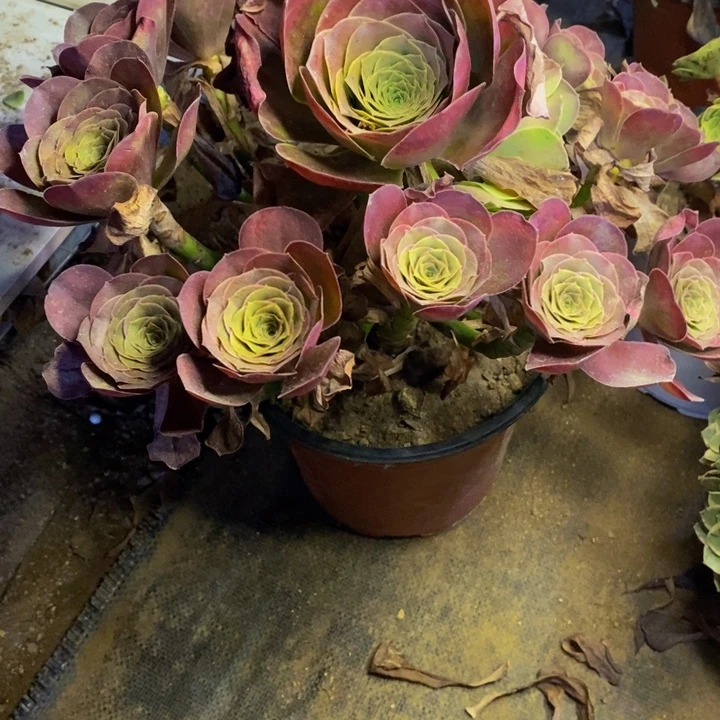 魅金多肉断头不包2994