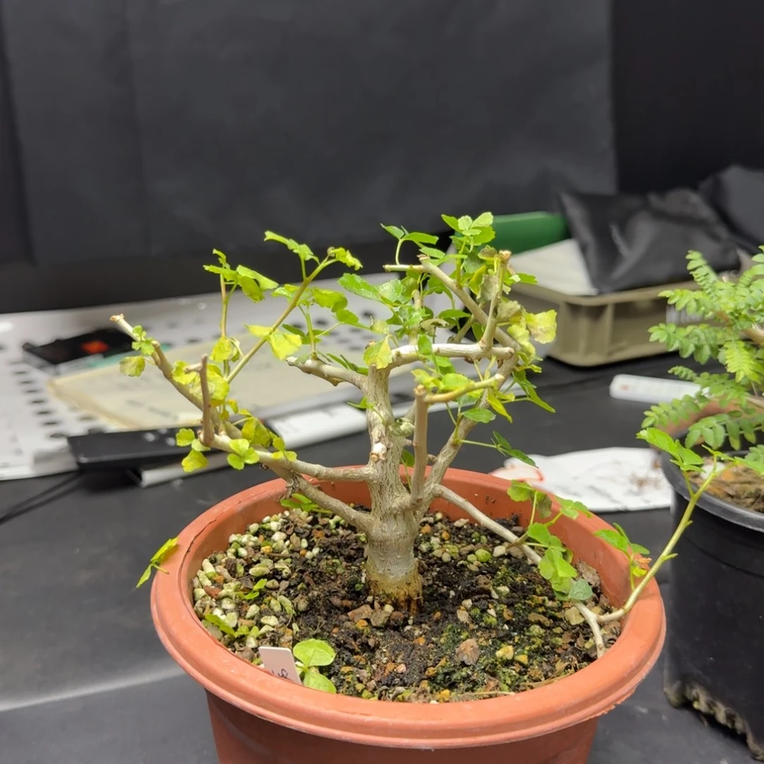 用***7好望角带盆土哈哈