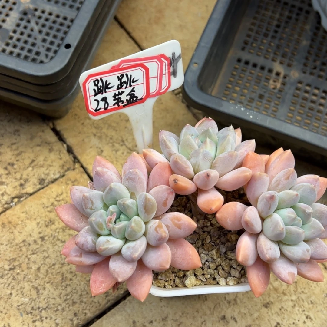 跳***跳跳跳带盆。