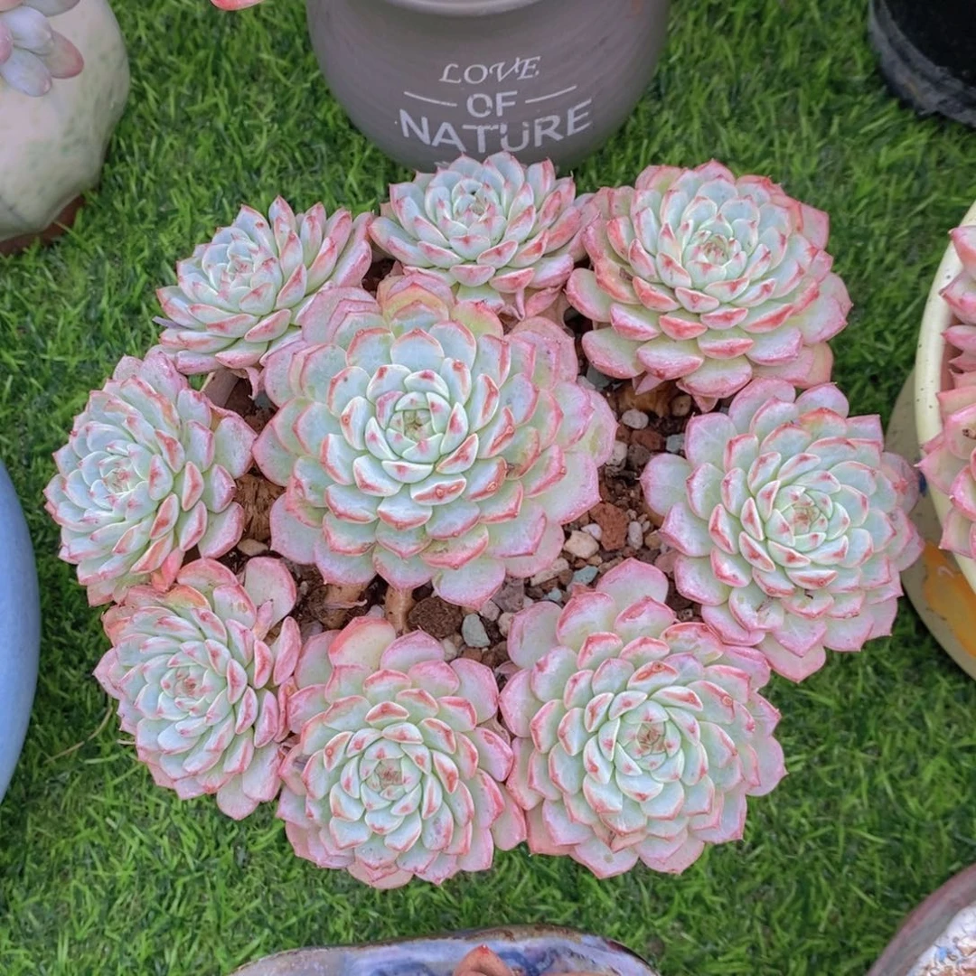 颖***妈蓝姬莲 一物一拍 带盆