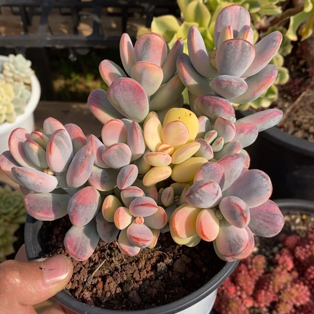 k*?福娘锦多肉植物