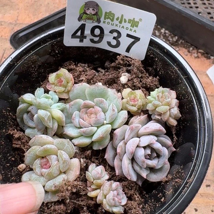 多肉植物多肉植物