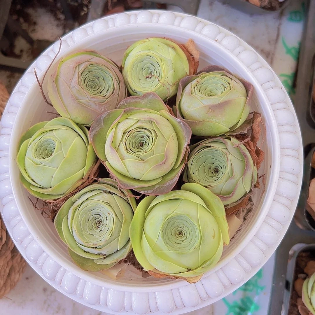 寿桃8颗带盆带土没有小苗