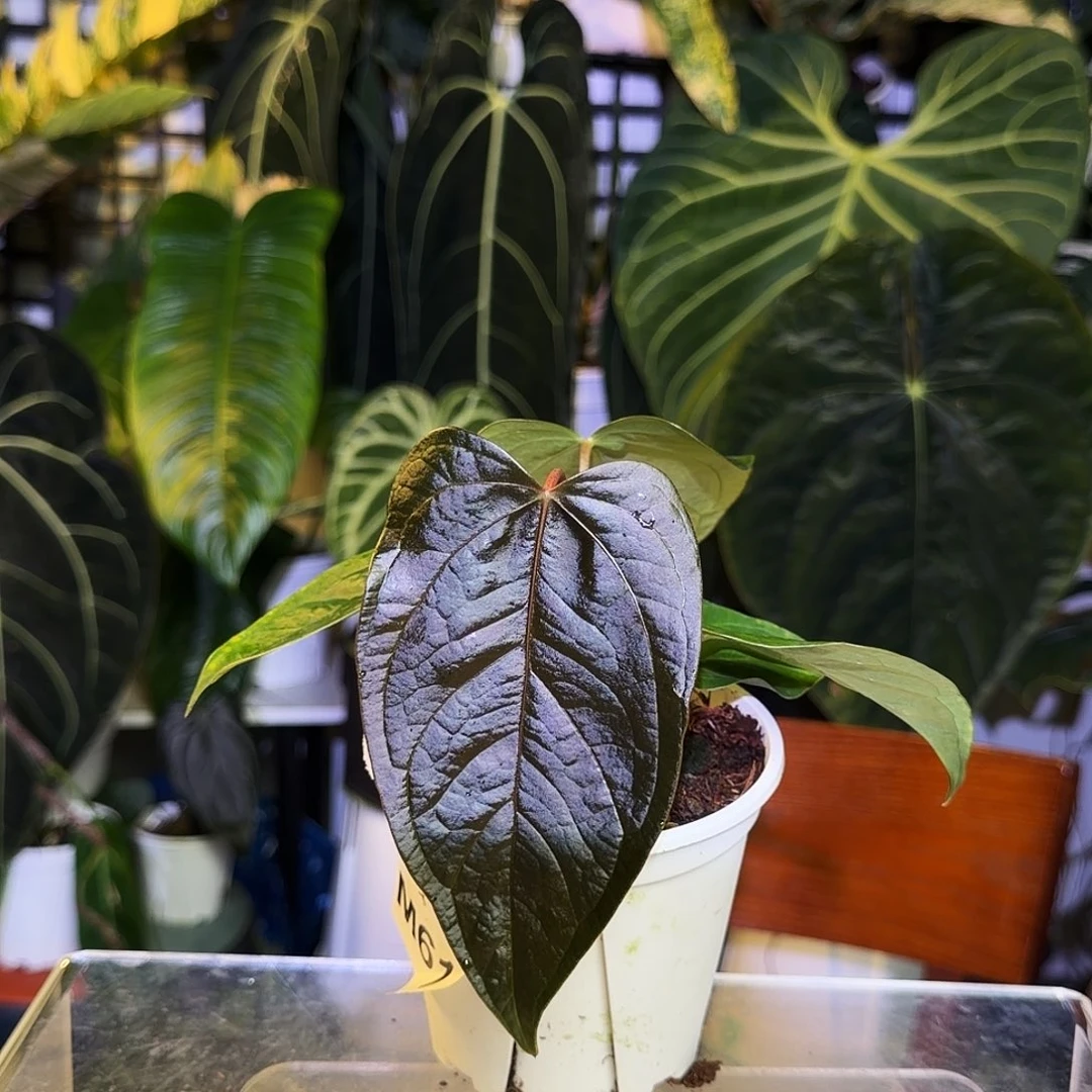 完全开放W44 女王之星