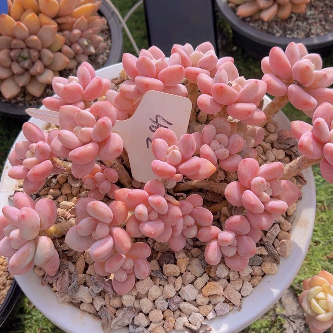 香玉的故事是一个人的故事