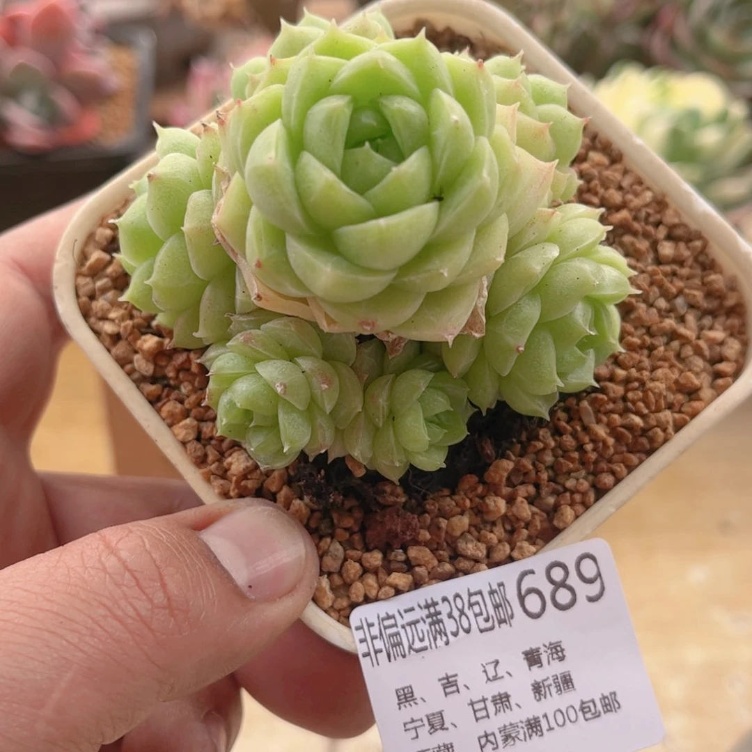 689包子麦秆德华多肉