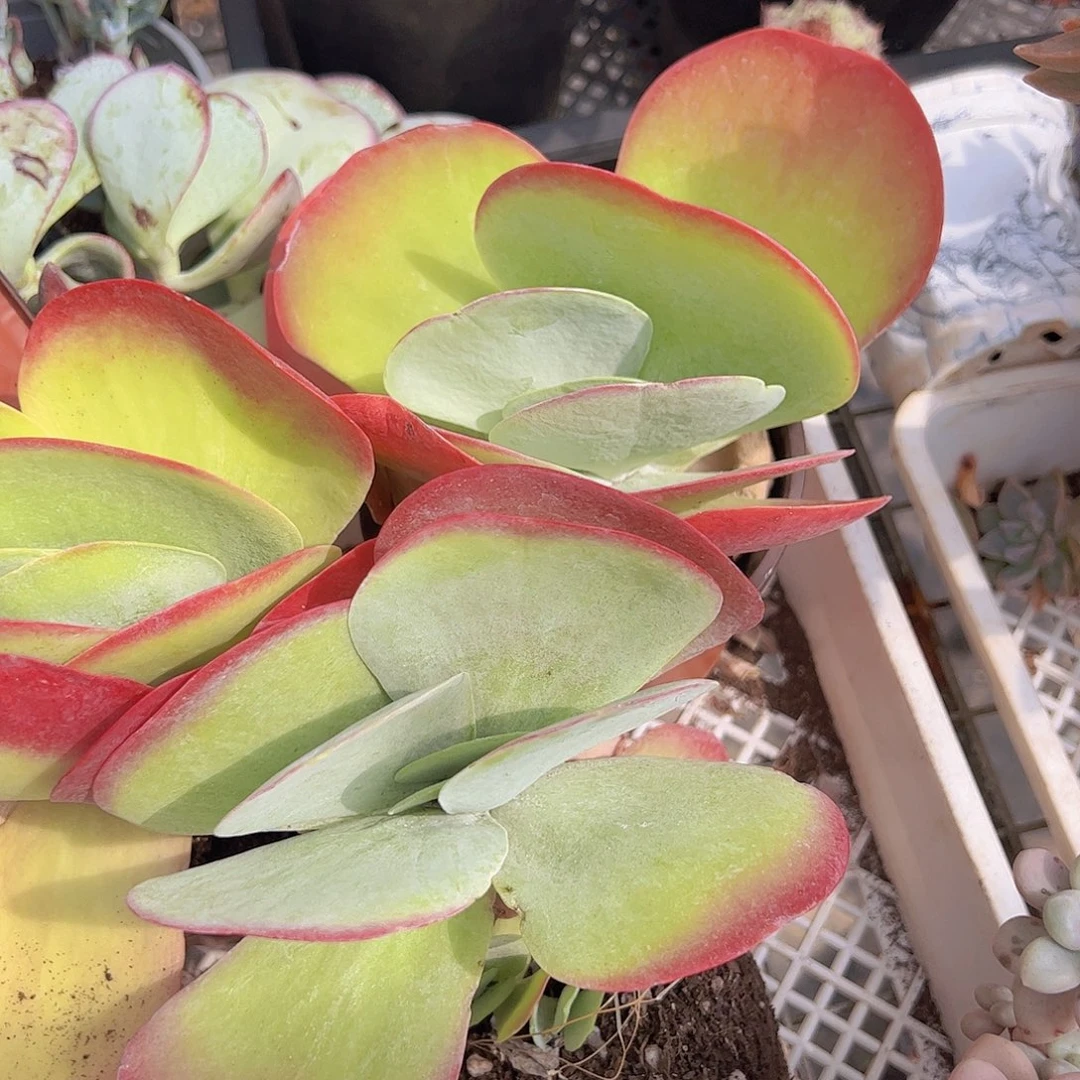 小叶唐印精控三盆