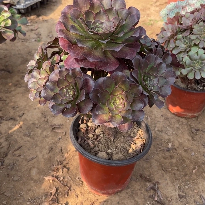 多肉植物法师魅金15