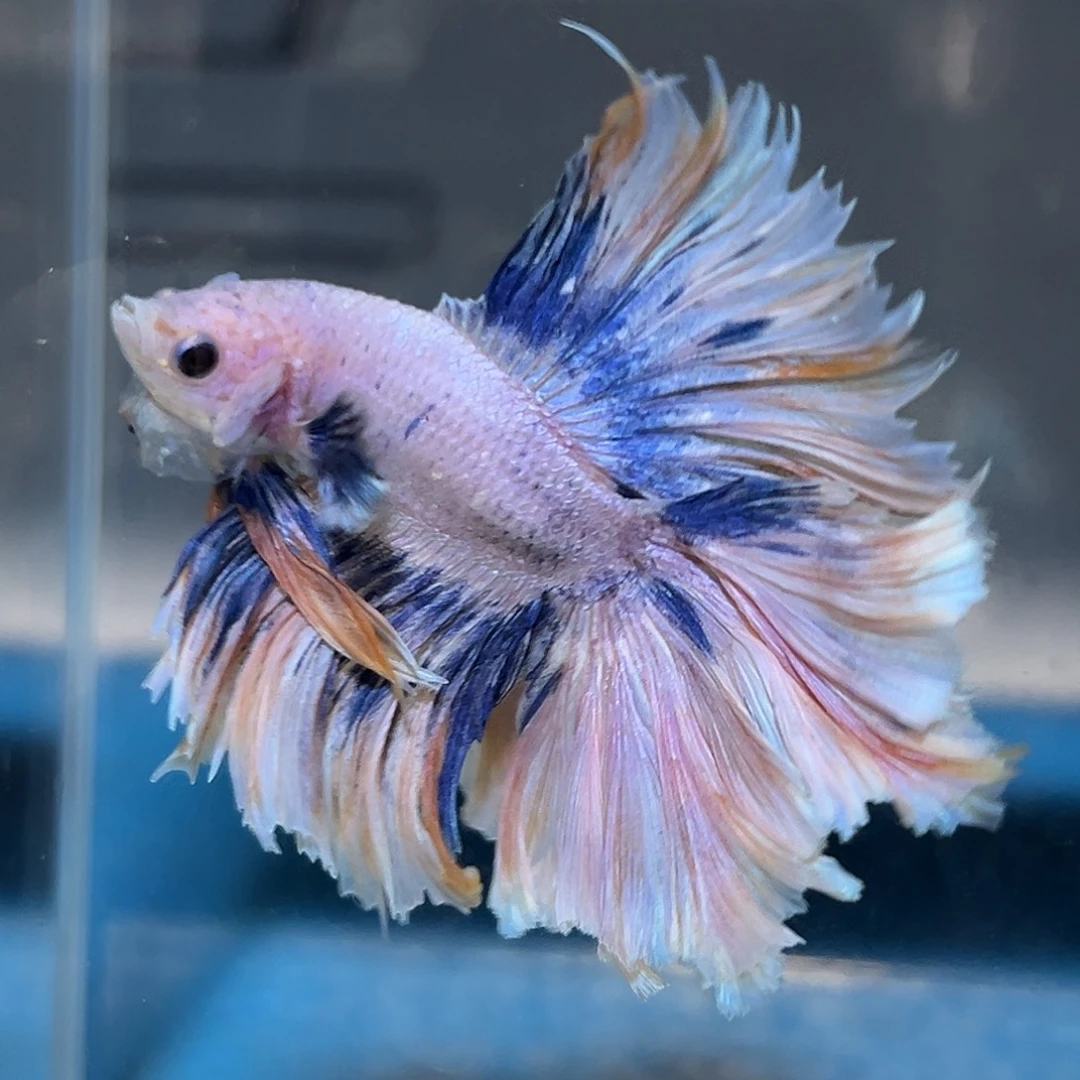 斗鱼63号梵高星空油画