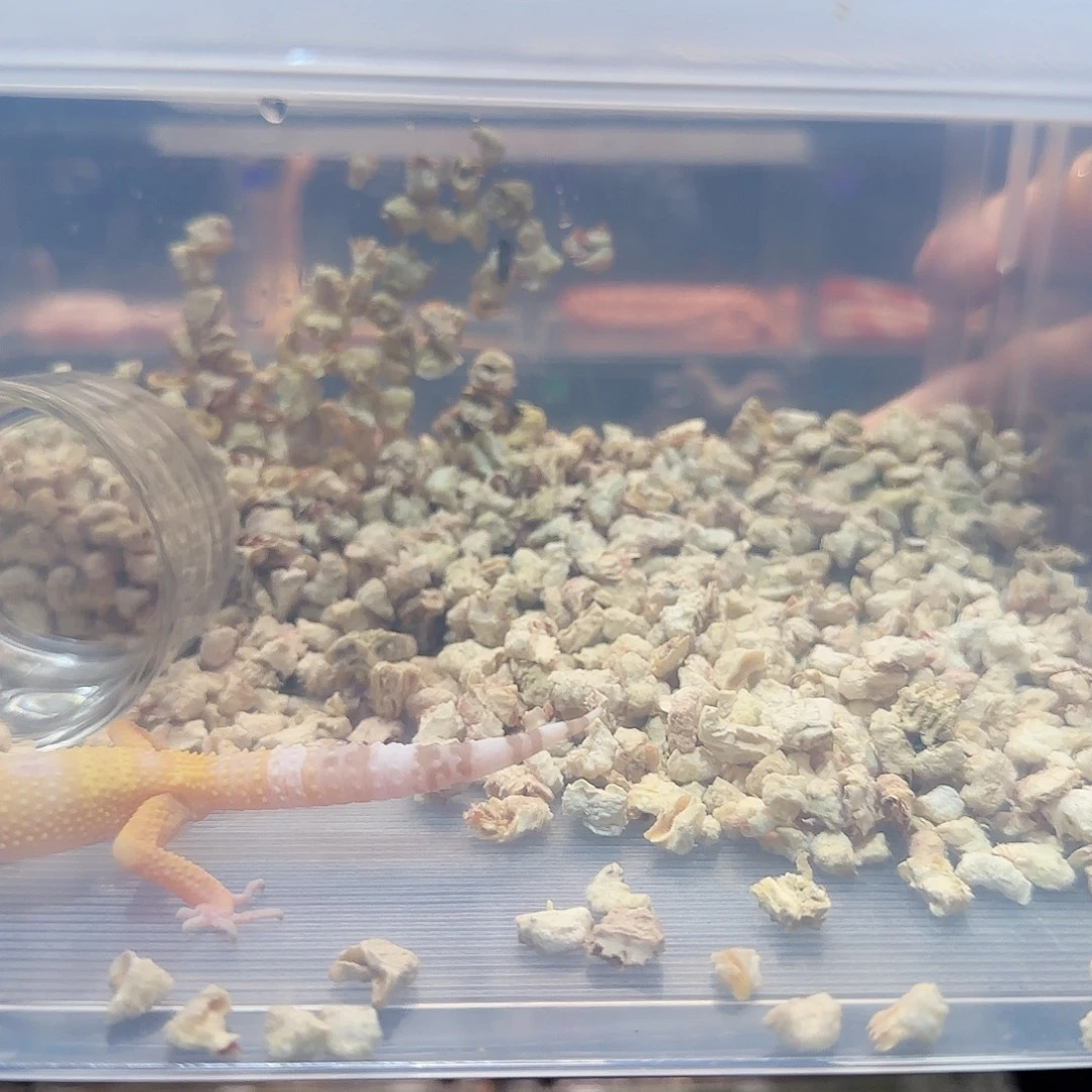 豹纹守宫原色玉米