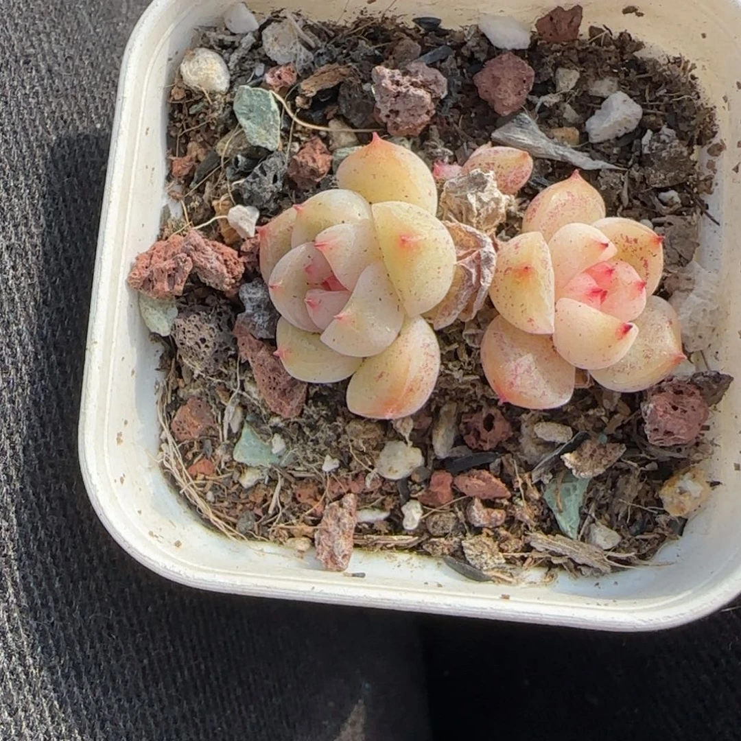 小卡拉米糖心一物一拍