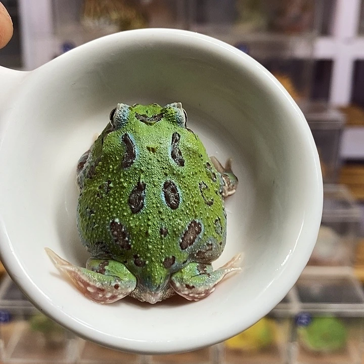 角蛙294号蓝色变异角蛙