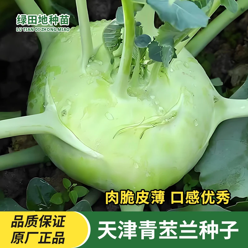 天津青苤兰种子紫苤蓝蔬菜农家大田易种蔬菜种籽芥兰头芥蓝秋季播