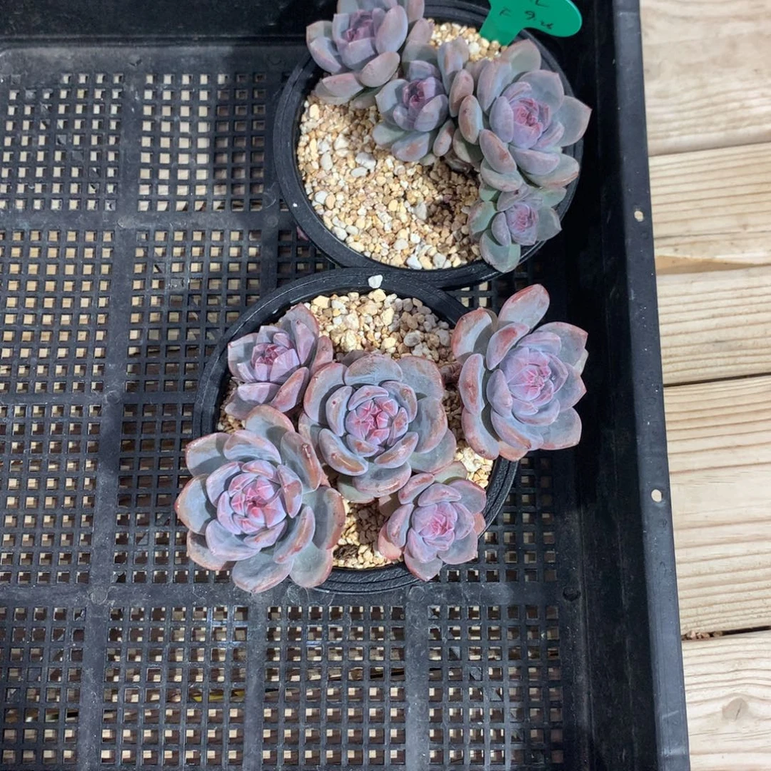 肉姐专拍突尼斯两个发货多肉